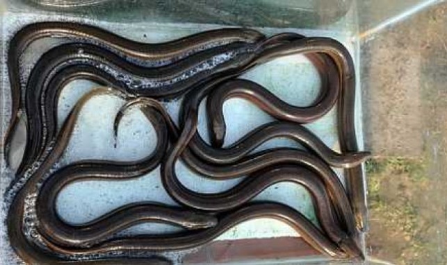 Kabızlık sorununu deniz yılanıyla gidermeye çalışan adam