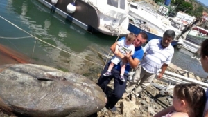 Gemlik'te Dev Ay Balığı Yakalandı