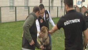 Keskin burunlar görev başında