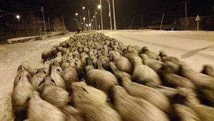 Zorlu yolculuk günler sonra bitti!