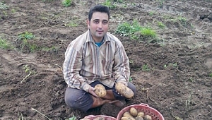 Patates üreticisini sevindirdi