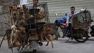 Köpek katliamına geçici yasak