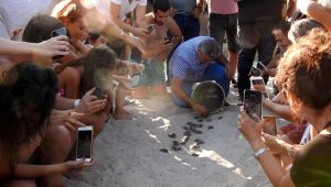 79 kaplumbağa yavrusu denize kavuştu