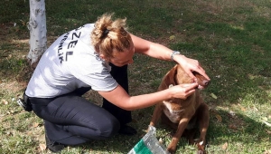 Sokak köpeğini bıçaklayarak ölüme terk ettiler