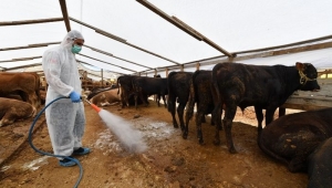Kurban satış yerlerinde ilâçlama seferberliği