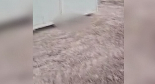 Ankara'da çok sayıda ölü köpek yavrusu bulundu