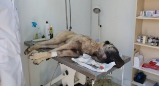 Sahibinin tüfekle vurduğu köpeği hayvanseverler kurtardı