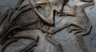 Alaska'da 70 milyon yıl önce dinozorların yaşadığına dair yeni kanıtlar bulundu