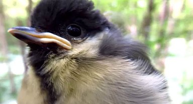 İklim değişikliği yumurtlamayı da bozdu!