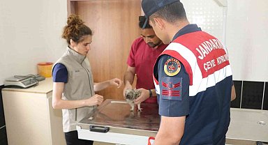 Jandarma HAYDİ timlerinden yavru baykuşa şefkat eli