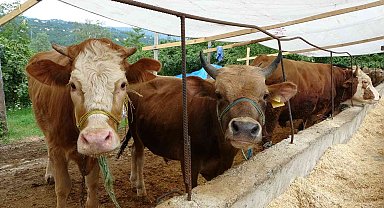 Kurbanlık hayvanlar pazara indi