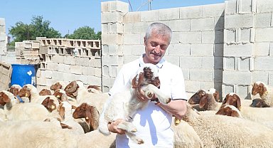 Şahinbey'de hayvancılık gelişiyor