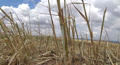 Yüksek düzeyde rekolte bekleniyordu, tamamı zarar gördü: Çiftçilere destek yolda