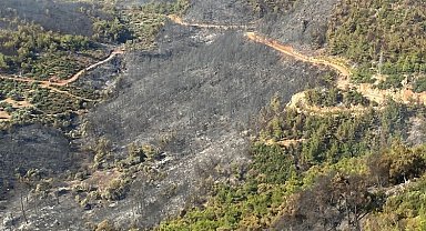 Aydın Söke'de orman yangını kontrol altında